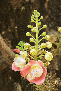 萨拉万花花园粉色花头橙子概念想法红色植物学香味花束背景