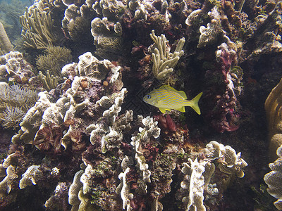 孤独的法国咕噜海洋黄色生活珊瑚白色剥离书房黄酮海藻蛴螬背景图片