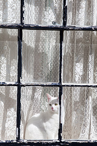 警惕的猫窗口中的白猫哺乳动物横杆猫咪动物薄片猫科动物窗帘小猫乡村胡须背景