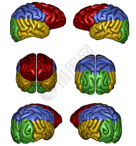 人脑素材人脑器官智力思考知识分子头脑科学健康医疗教育大脑背景