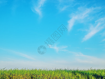 草草和天空空气自由草地场景小麦场地环境太阳刀刃动力背景图片