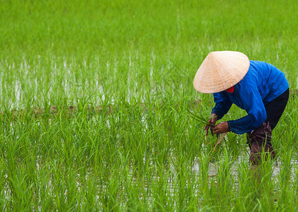 越南 在空洞的稻田里种植大米高清图片