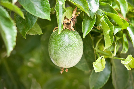 百香果树激情果实水果热情花园饮食植物果汁营养绿色异国甜点背景