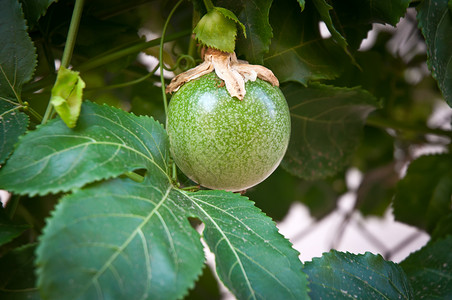 百香果树激情果实水果热情食物花园营养植物叶子热带情调绿色背景