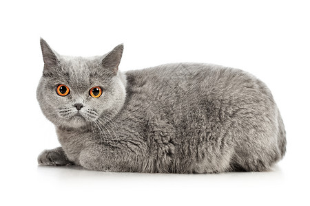 英国短毛猫警报蓝色照片家畜宠物生物工作室小猫猫眼橙子背景图片