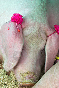 猪农场动物哺乳动物乐趣谷仓栅栏食物小猪白色鼻子背景图片