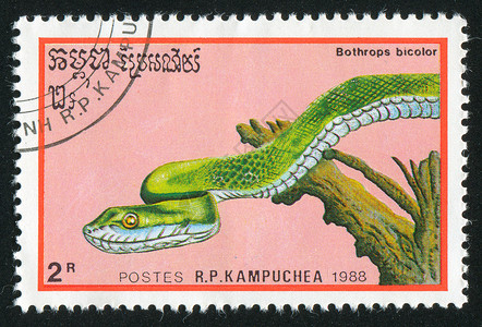 蛇邮票蛇荒野生物古董邮票毒液邮戳危险海豹毒蛇野生动物背景