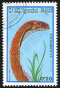 蛇邮票蛇野生动物古董动物历史性海豹邮票脊椎动物生物毒液荒野背景