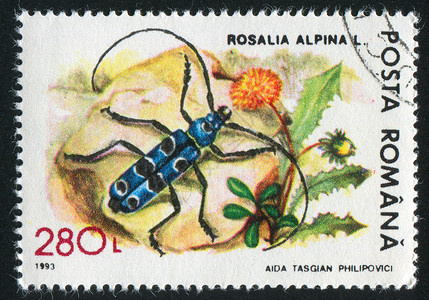 罗萨利亚阿尔比纳高山集邮圆圈昆虫天牛植物邮件花序天线石头背景