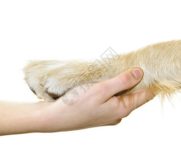 动物握手素材人手握着狗爪背景
