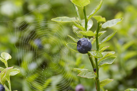 蓝色蜘蛛网蓝莓灌木和蜘蛛网背景