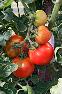 建成塑料温室中的红西红番茄食物苗圃栽培花园生物学水果蔬菜床单收获进步背景