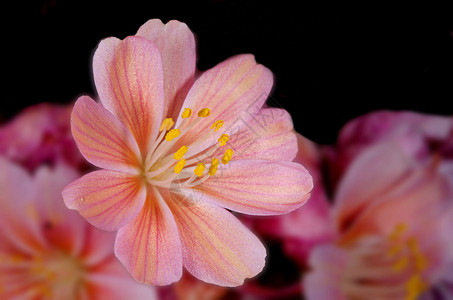 粉红花花花朵宏观植物学植物群植物花园花瓣背景图片