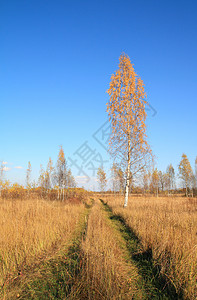 秋天场上的黄紫色沉思叶子旅行森林桦木人行道风景金子橙子木头背景图片