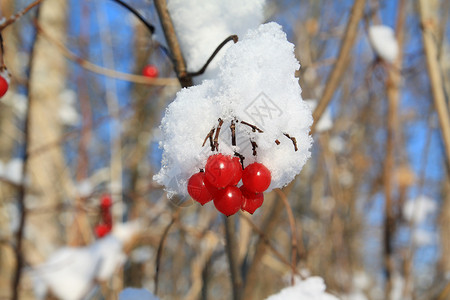 雪莓娘雪中子的红莓红色蔬菜雪花天气季节雾凇花园种子衬套浆果水果背景