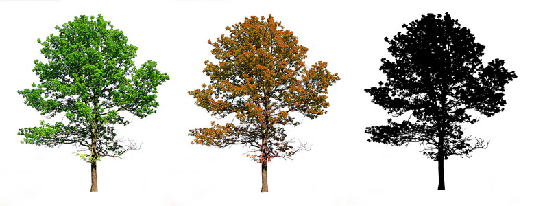 树icon橡木的树枝荒野农村绘画环境树叶植物学滚动按钮森林气候背景