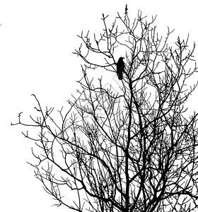 乌鸦图标白底隔离在树上的矢量光影乌鸦背景