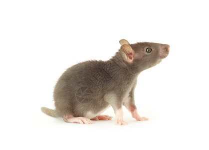 大鼠爪子毛皮白色哺乳动物老鼠头发害虫灰色晶须宠物高清图片