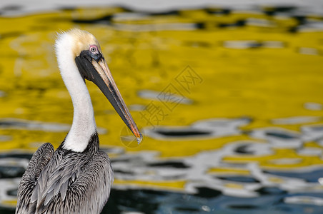 灰色鹈鹕背景中与海洋相近的 Pelican 肖像羽毛海鸟翅膀渔夫姿势生活动物群涉水橙子野生动物背景