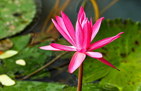 池塘二中的粉红莲背景