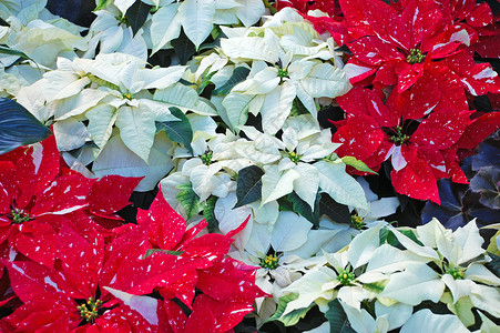 白色和红色花瓣植物季节性背景图片
