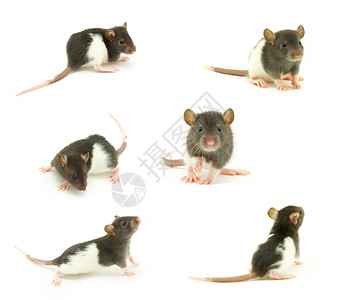 大鼠灰色爪子哺乳动物白色晶须尾巴老鼠头发宠物害虫高清图片