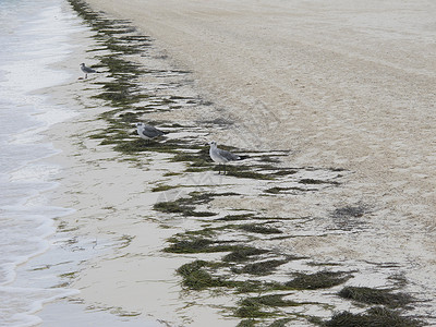海滩的海鸥极乐团体海洋情谊翅膀背景图片