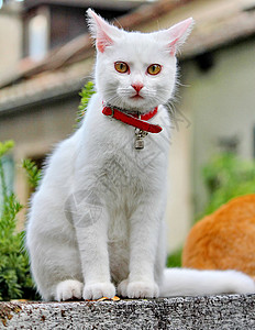 猫咪美丽微笑猎人粉色老虎猫科惊喜动物宠物女性背景图片