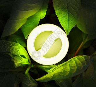 树叶与灯泡紧凑型荧光灯植物生态正方形环境保护袖珍辉光力量灯泡荧光树叶背景