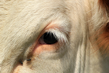 头层牛皮母牛的眼睛奶牛尾巴山脉动物白色头发农场草地牛皮农田背景