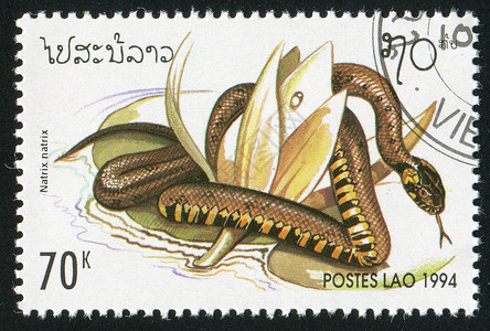 蛇邮票草蛇邮资叶子线圈邮件历史性野生动物古董爬虫邮戳身体背景