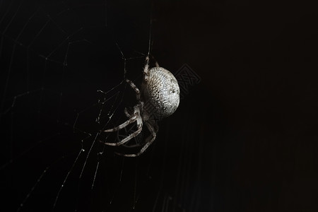 蜘蛛棕色荒野陷阱黑色网络动物昆虫宏观背景图片
