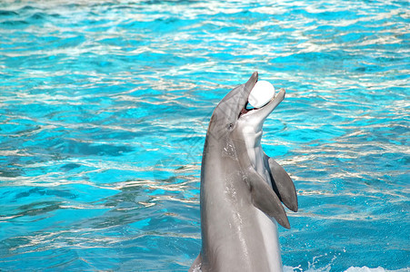 玩球的海豚太平洋的反映高清图片