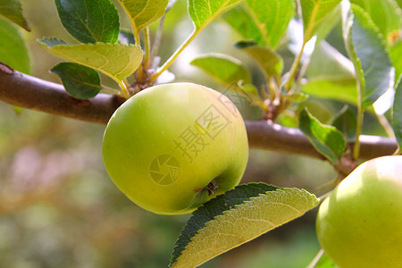 苹果绿果树枝高清图片
