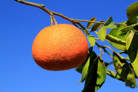 橙橙橘桔黄色树果 绿叶饮食食物文化栽培天空营养生产果汁甜点树叶背景
