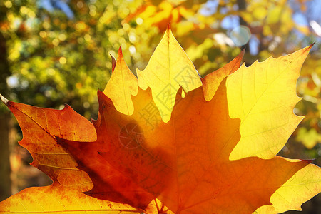 秋天黄金叶大型封闭室外林叶子橙子森林环境季节丛林公园树叶宏观植被背景