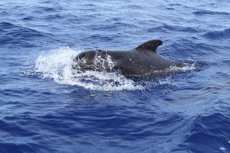 在公海上自由捕鲸的实验性露天蓝海荒野世界哺乳动物野生动物多样性波浪海洋泡沫飞溅保护背景图片