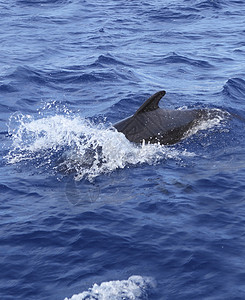 在公海上自由捕鲸的实验性露天蓝海运动飞溅泡沫海浪野生动物生活荒野波浪世界黑鱼背景图片