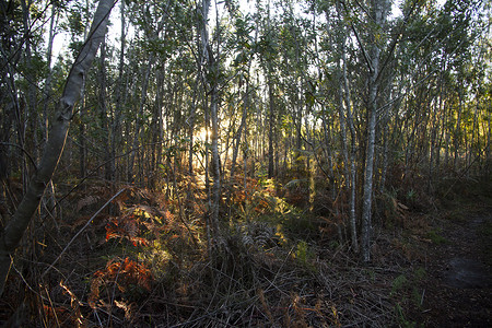 秋季颜色桦木太阳木头阳光森林背景图片