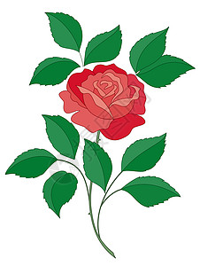 玫瑰图标玫瑰花花植物花束树叶叶子植物群生日花园植物学艺术礼物背景