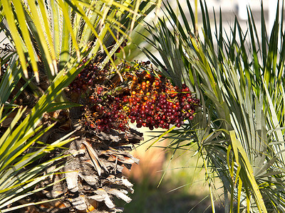 棕榈种子手掌水果树木果汁绿色叶子活力浆果植物森林高清图片