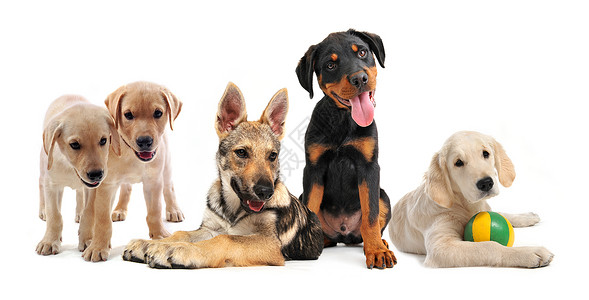 组小狗工作室玩具动物犬类团体婴儿宠物背景图片