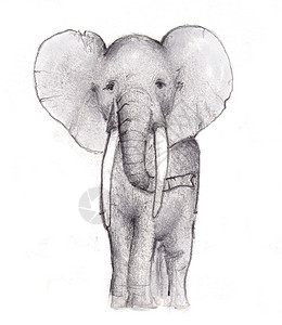 大象怀疑背景图片