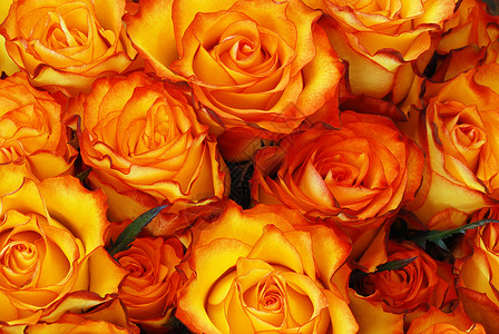 橙色玫瑰花假期织物配偶礼物婚礼花瓣花店订婚叶子火花背景图片