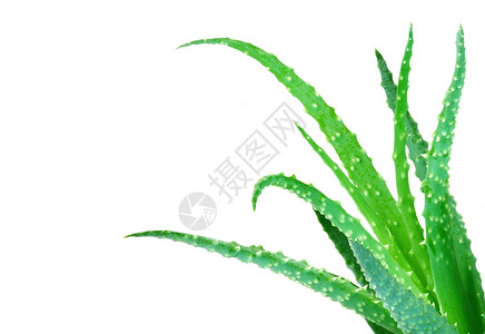 白色背景 花朵Aloe 阴阳花朵身体维生素草本治愈营养素饮料药品白色草药背景