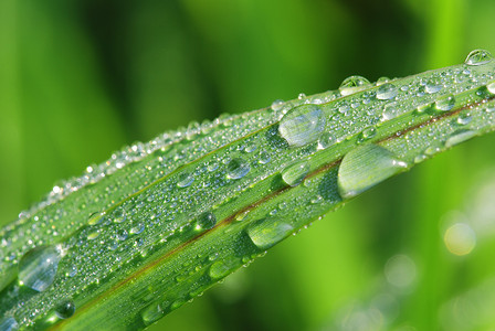 早材绿色早叶绿色植物圆形液体雨滴反射珠子宏观水滴植物群背景