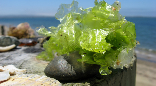 海藻酸钠海滩垫辉光支撑叶子海洋海滩晴天石头岩石海藻绿色背景