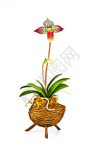 兰花png兰花花边界热带植物学植物群装饰花瓣情调芳香植物风格背景