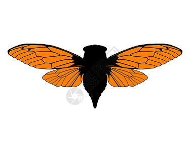 美丽的仙子昆虫学动物学生物学科学动物翅膀橙子插图背景图片