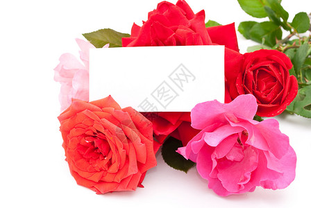 带卡片的玫瑰红色标签花瓣背景图片